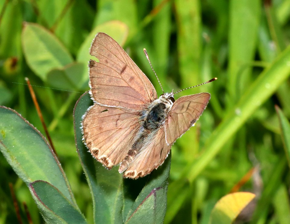 COPPER, EDITH'S (Lycaena editha) (8-2-2020) 7700 ft, subalpine meadow, mt lassen, lassen co, ca -01