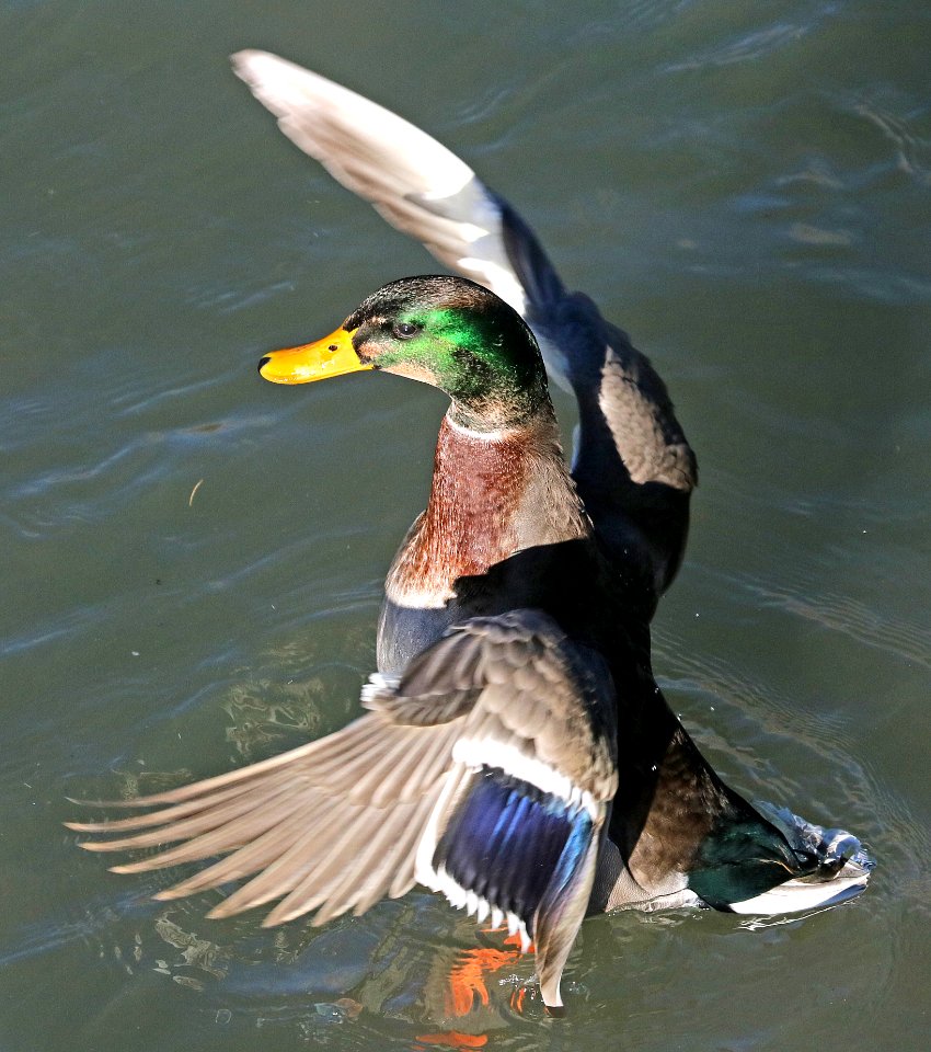 027 - MALLARD (Northern x Mexican hybrid male) (12-5-2016) farmington, san juan co, new mexico -c(4)