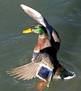 027 - MALLARD (Northern x Mexican hybrid male) (12-5-2016) farmington, san juan co, new mexico -c(4)