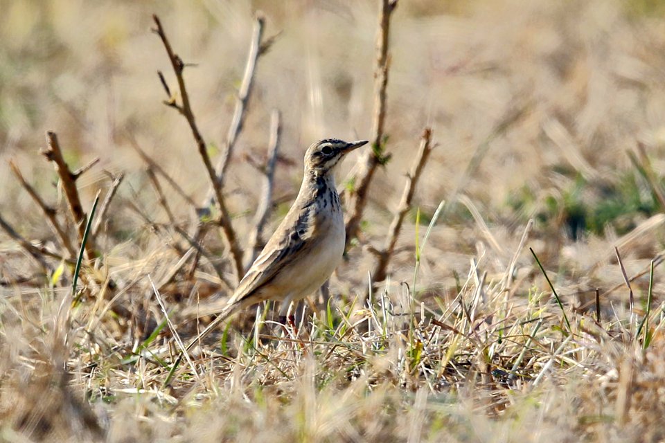  SYT2477 long-billed pipit