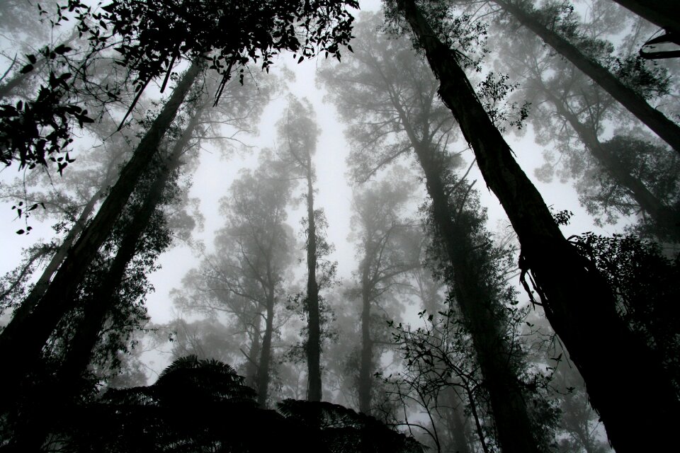 Trees perspective sky