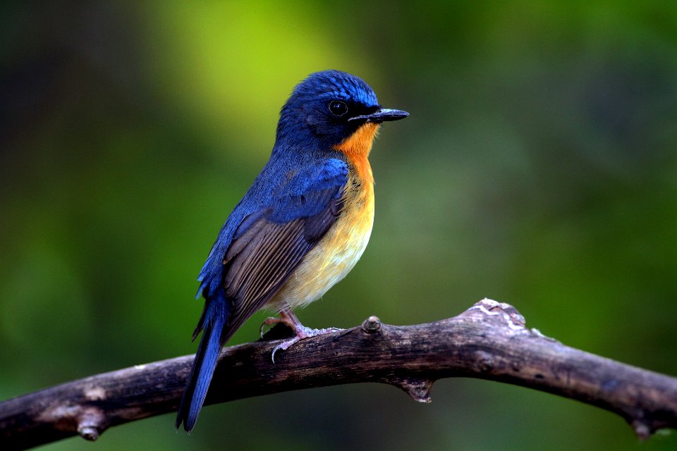 IMG 2945 hill blue flycatcher