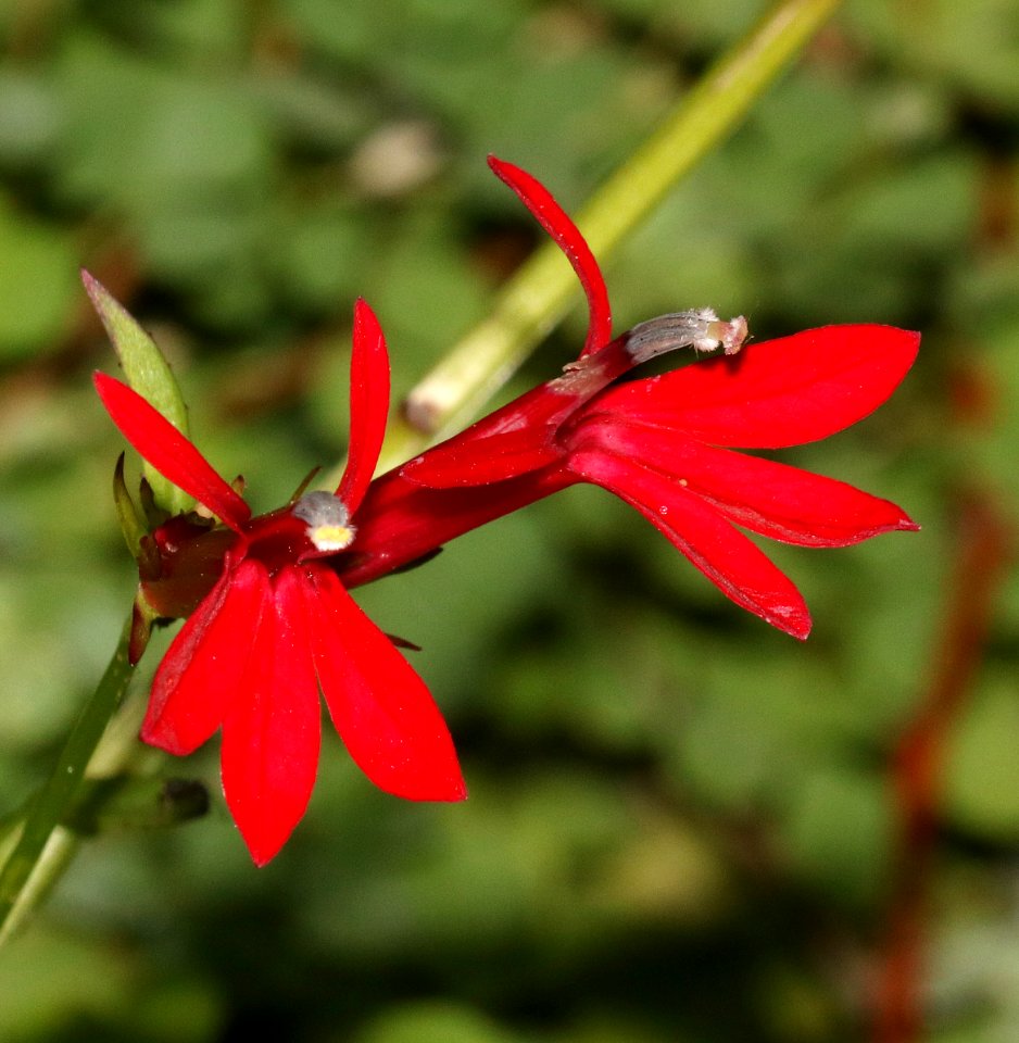 CARDINAL FLOWER (Lobelia cardinalis) (10-14-2015) sycamore cyn, scc, az - 02