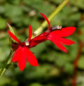 CARDINAL FLOWER (Lobelia cardinalis) (10-14-2015) sycamore cyn, scc, az - 02