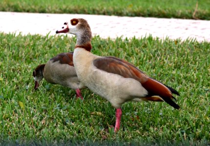 021.5 - EGYPTIAN GOOSE (1-31-2016) miami-dade co, fl (11)
