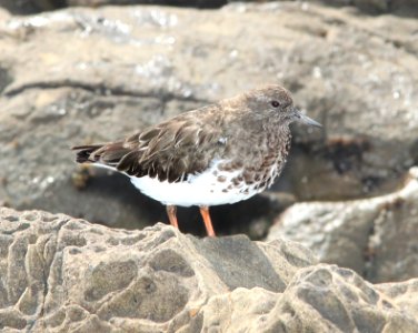 306 - BLACK TURNSTONE (3-18-10) estero bluffs, slo co, ca