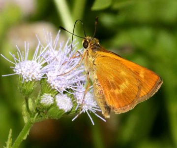 BROKEN-DASH, SOUTHERN (Wallengrenia egeremet) (10-30-2015) national butterfly center, mission, hidallgo co, tx -01 (1)