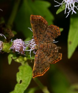 METALMARK, RED-BORDERED (11-11-2016) national butterfly center, mission, hidalgo co, tx -01 photo