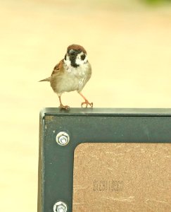 978 - EURASIAN TREE SPARROW (5-31-2018) riverlands audubon center, st charles co, missouri -03