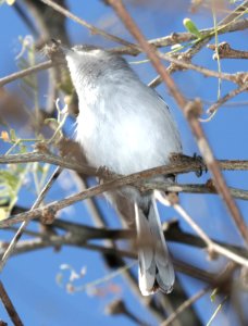 704 - BLACK-CAPPED GNATCATCHER (1-26-2016) just west of fourth wash, patagonia lake, santa cruz co, az -07 female
