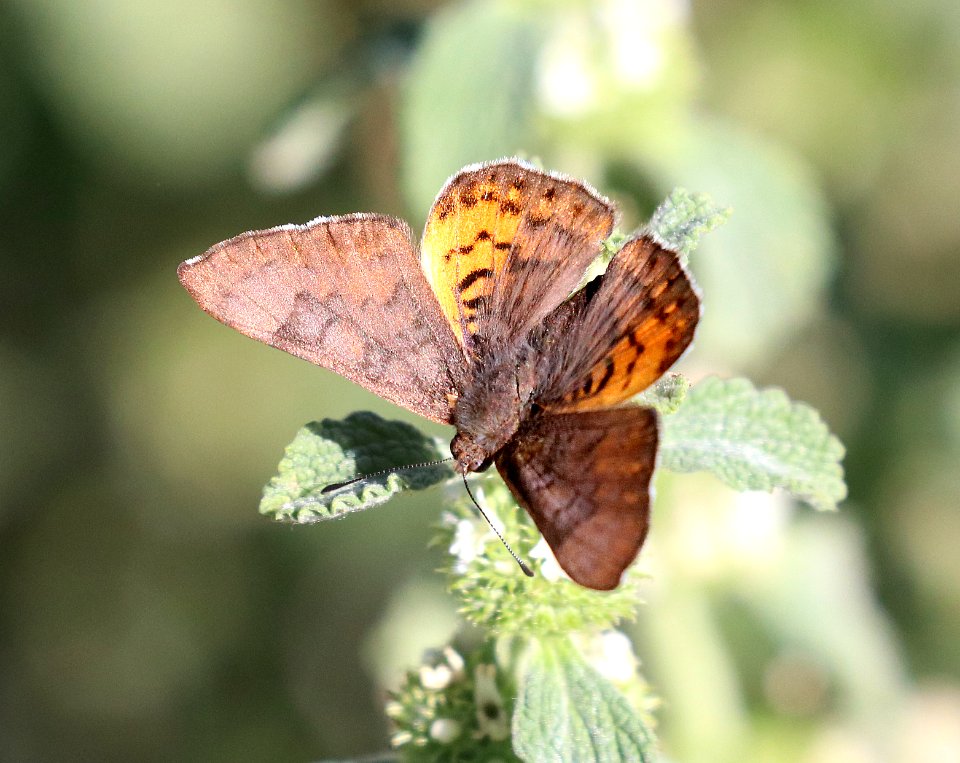 METALMARK, ZELA (Emesis zela) (5-6-2020) upper peppersauce canyon, santa catalina mts, pima co, az -01