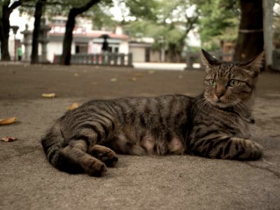 Cat at Kawagoe8.jpg