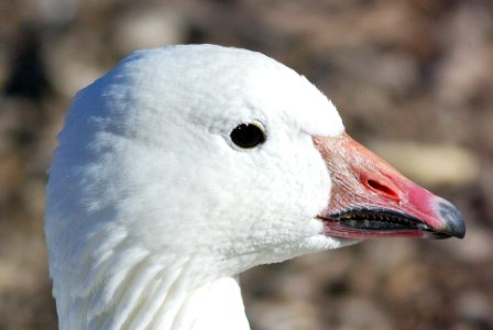 012 x 013 - SNOW x ROSS'S GOOSE (12-4-07) prob hybrid, laguna, sloco, ca  (1)