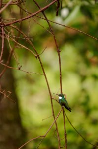 Colibri photo