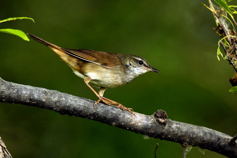  SYT3988 Grays Grasshopper Warbler
