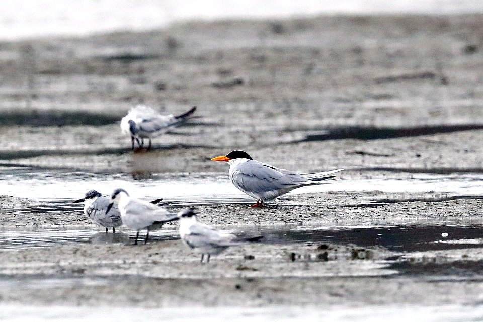  YT 0610 river tern