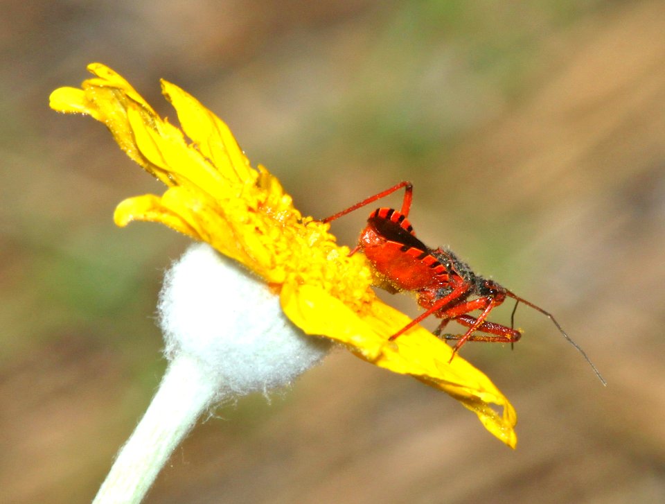BUG, sp (6-18-2014) near orleans, 400 ft elev, humboldt co, ca -02
