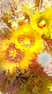 CA 2500 ANZA BORREGO (3-26-2016) plum wash, anza-borrego state park, san diego co, ca -10