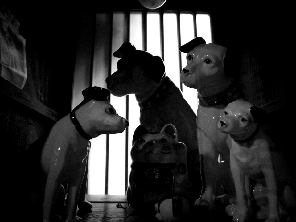 Dogs&Cat at kunitachi.jpg