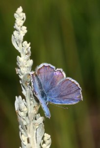 BLUE, NORTHERN (Plebejus idas) (8-19-2020) 7200 ft, fr30067, west of togwotee pass, teton co, wy -02