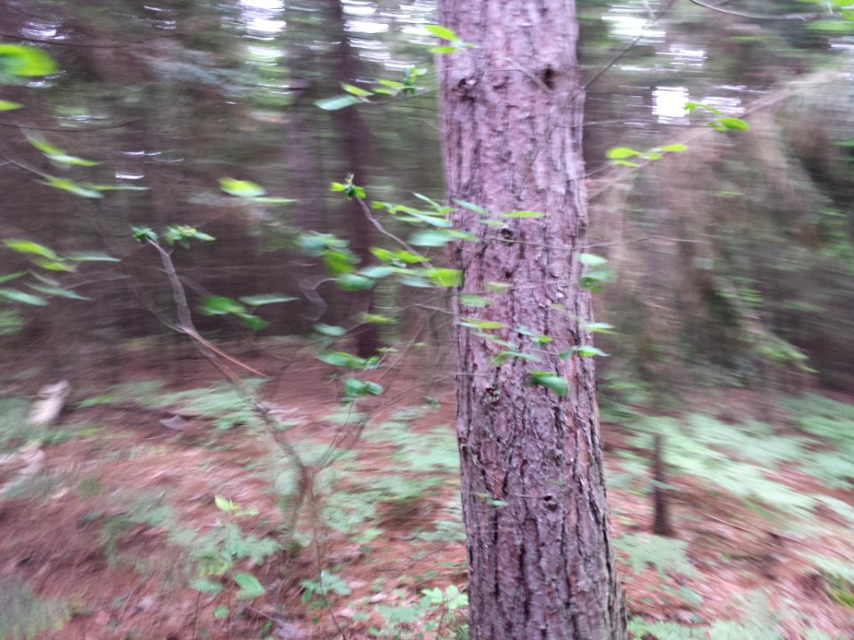 Spinning Tree