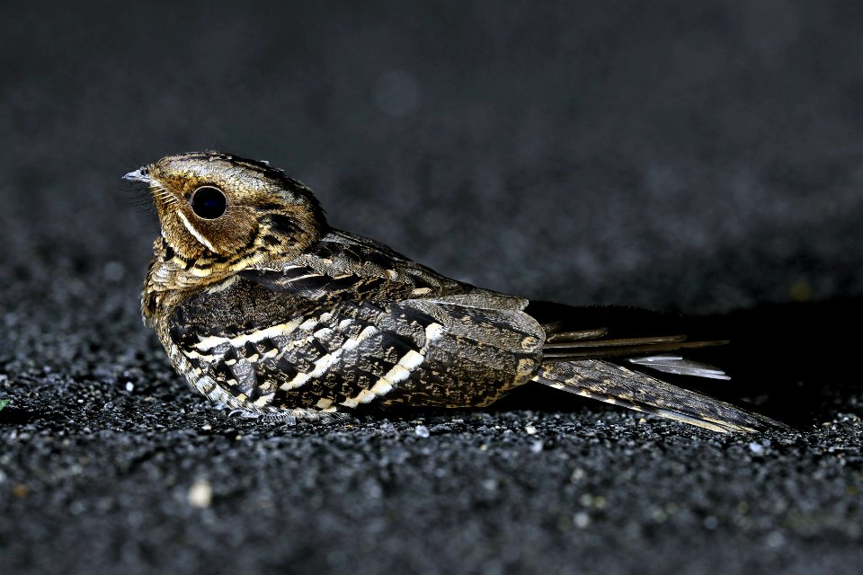  YT 3545 large-tailed nightjar