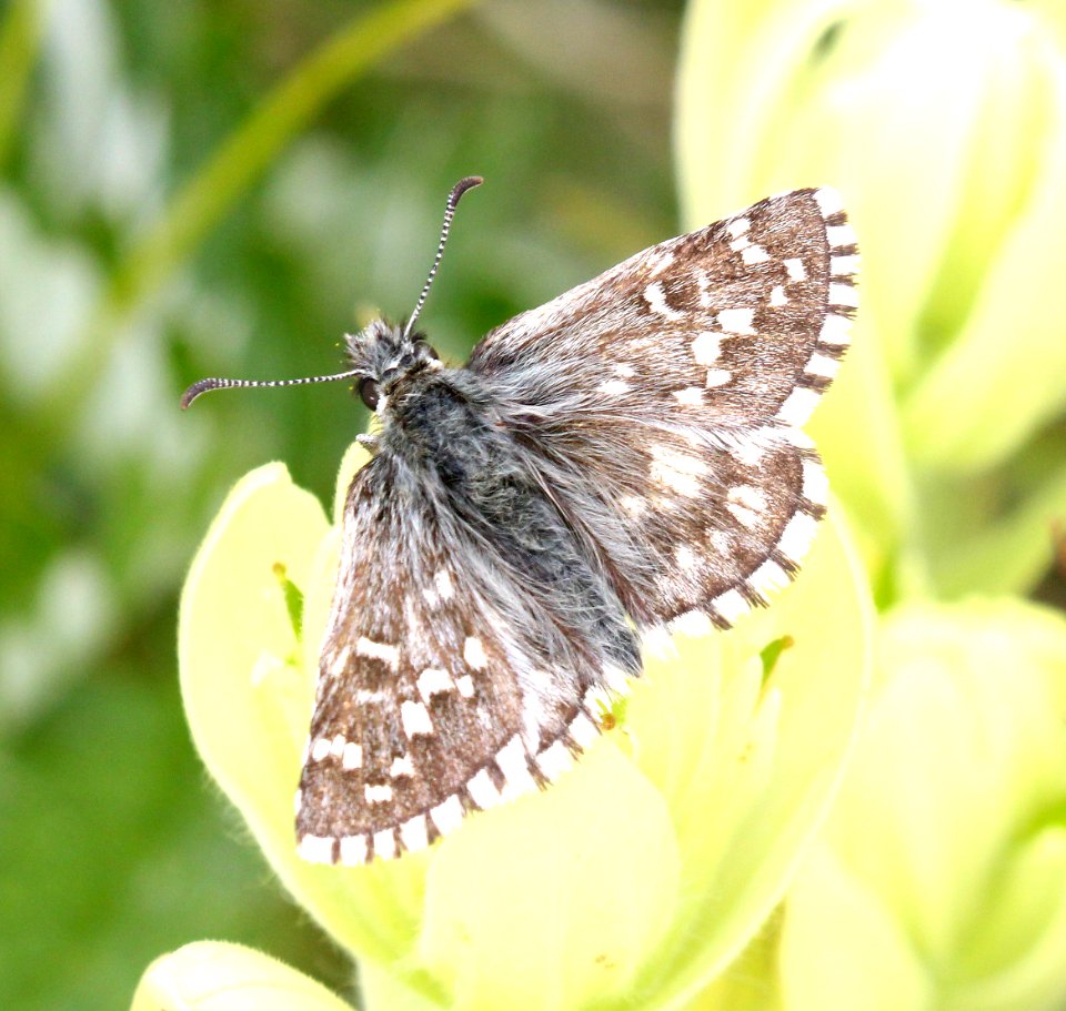 SKIPPER, GRIZZLED (Pyrgus centaureae) (7-20-2015) 11,500 ft, mile 8-9, bristol head road, hinsdale co, co (5)