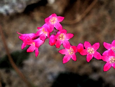 CORAL BELLS (Heuchera sanguinae) (3-21-2020) giandani trail, whetstone mts, cochise co, az -02 PHOTOSHOP WATERCOLOR