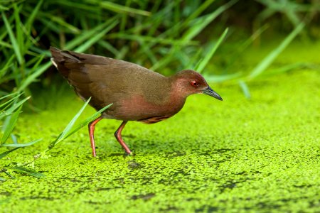  SYT2823-红胸田鸡 Ruddy-breasted crake