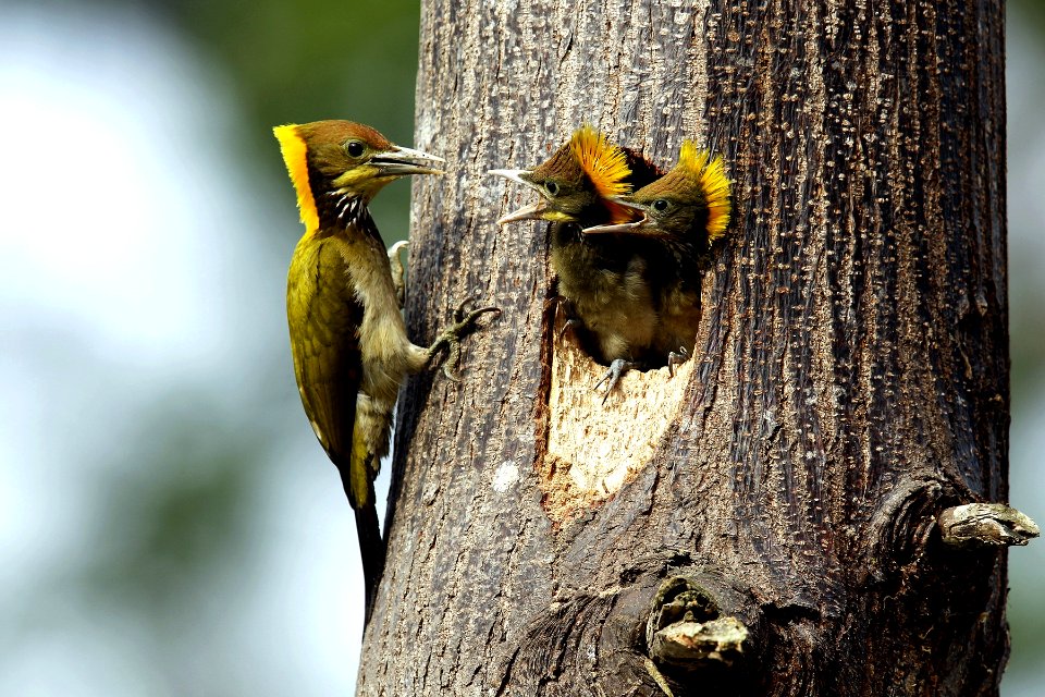  SYT0745 greater yellownape