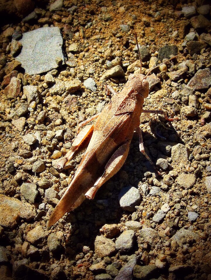 Brown insect nature