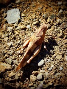 Brown insect nature