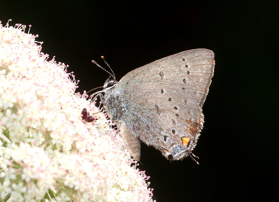 HAIRSTREAK, SYLVAN (Satyrium sylvinus) (7-27-2020) 900 ft, patrick creek, del norte, ca -02