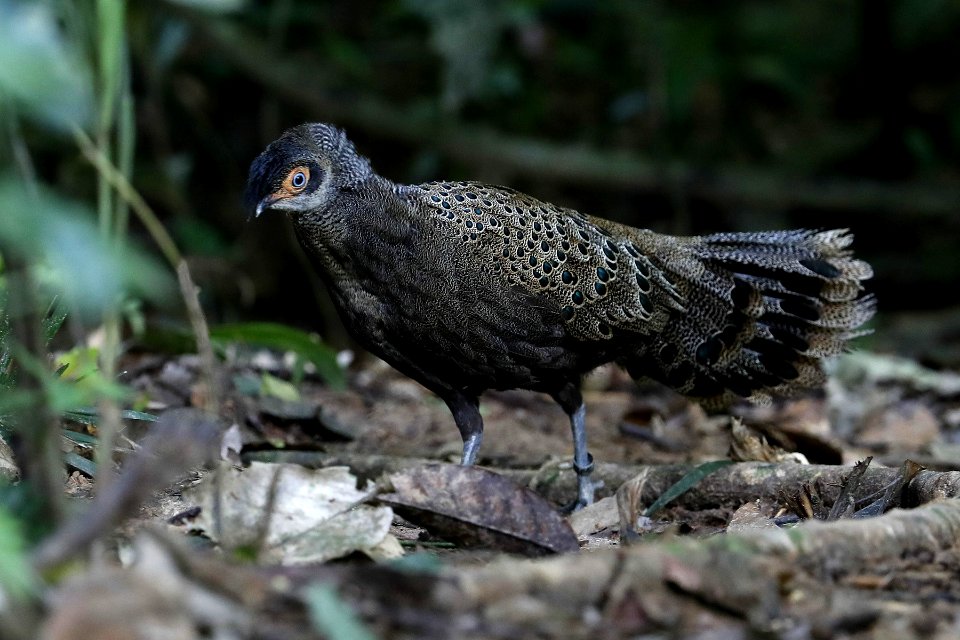 凤冠孔雀雉 Crested peacock-pheasant, 大汉山，西马