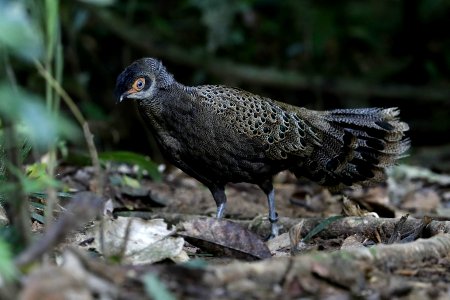凤冠孔雀雉 Crested peacock-pheasant, 大汉山，西马