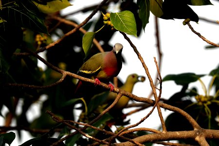  YT 5819 Pink-necked green pigeon