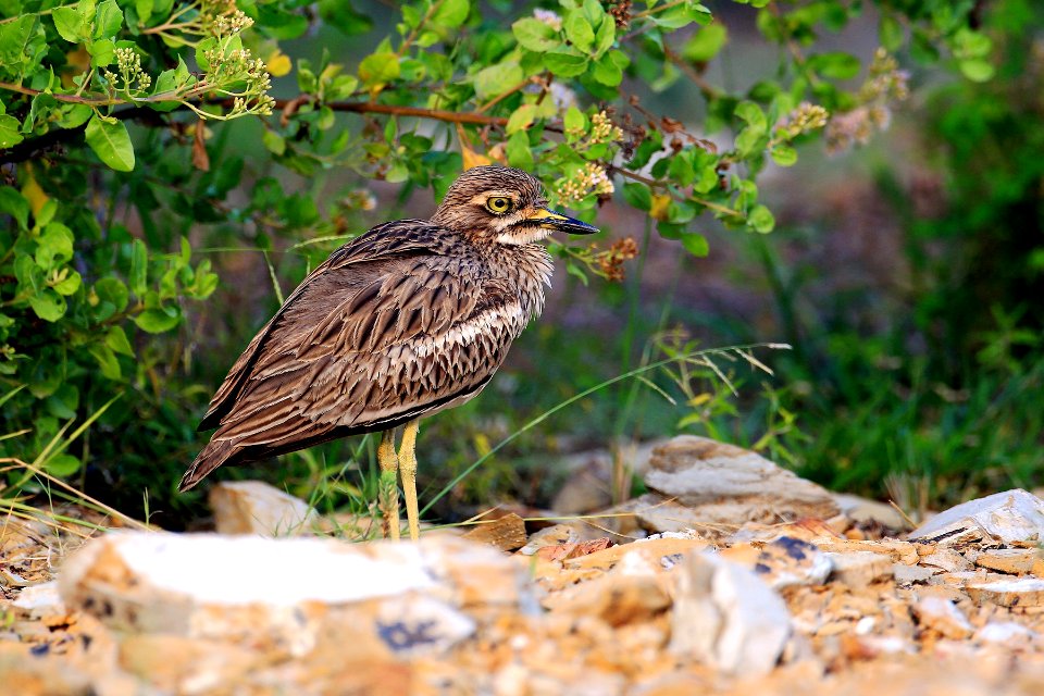 D73A2366 Indian stone-curlew