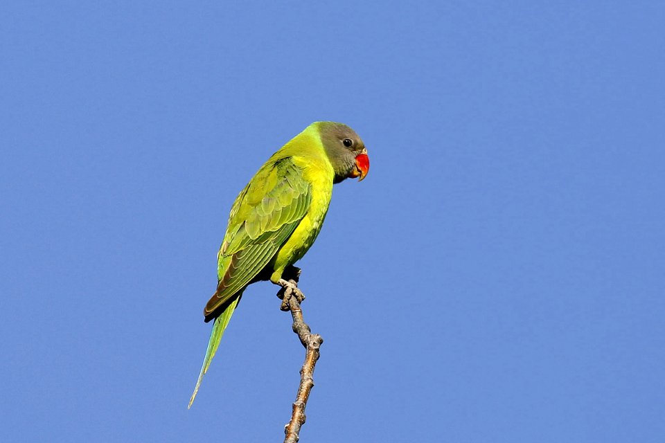  SYT6782 grey-headed parakeet