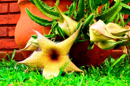 Flor de cuñada