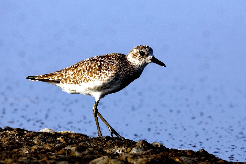  SYT6346-grey plover
