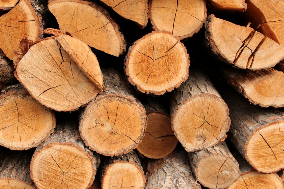 Wood trunk konary