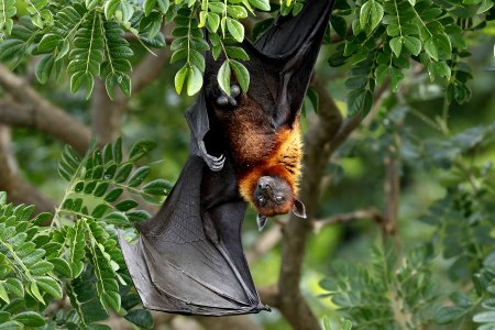  YT 0487 Lyle's flying fox