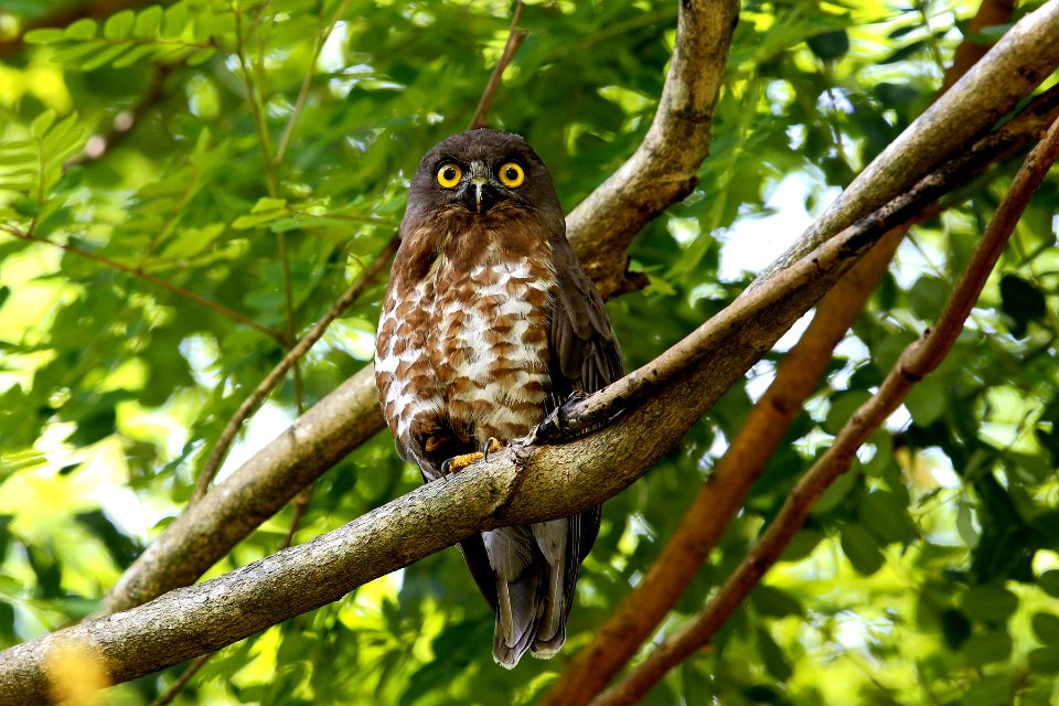  SYT3949-Brown Hawk-Owl