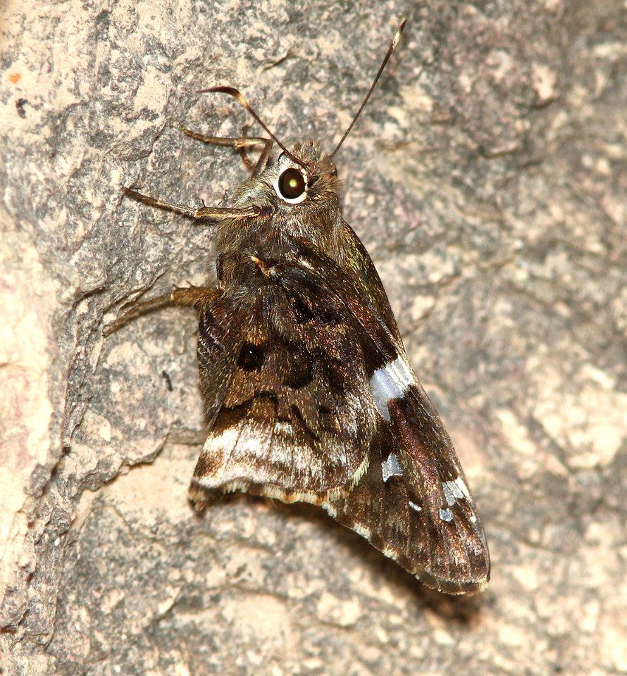 SKIPPER, ARIZONA (Codatractus arizonensis) (7-29-2014) alum side-canyon, off ruby road,  pajarito mts, santa cruz co, az