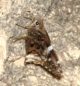 SKIPPER, ARIZONA (Codatractus arizonensis) (7-29-2014) alum side-canyon, off ruby road,  pajarito mts, santa cruz co, az