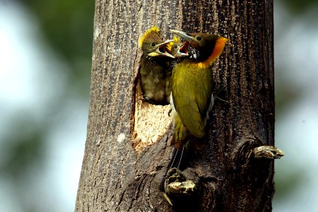  SYT0854 greater yellownape
