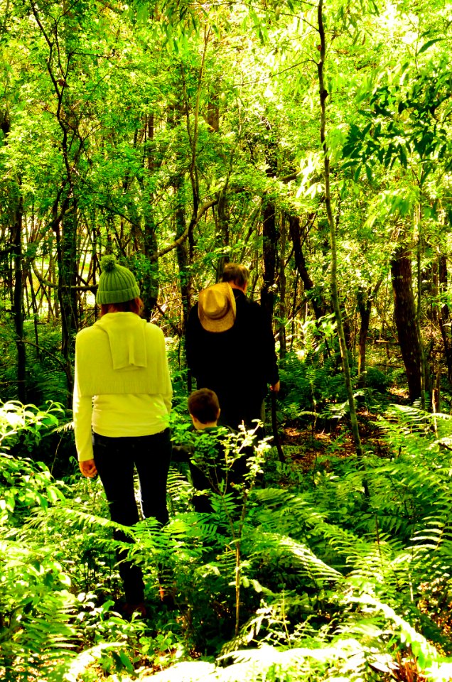 adentrandonos en la selva