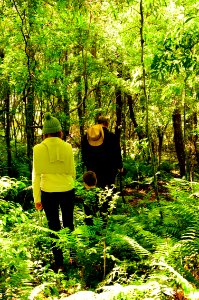 adentrandonos en la selva
