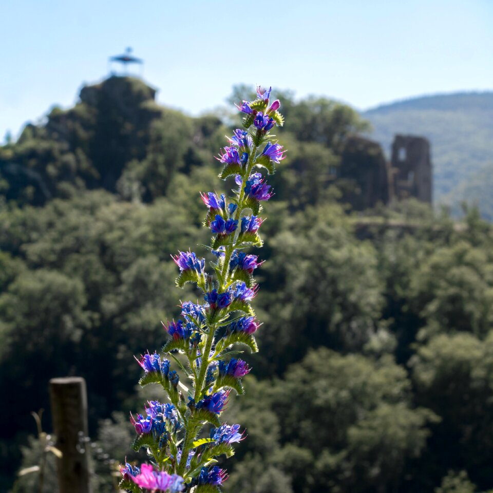 Blossom bloom purple