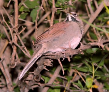 879 - FIVE-STRIPED SPARROW (10-17-2014) california gulch, santa cruz co, az -07